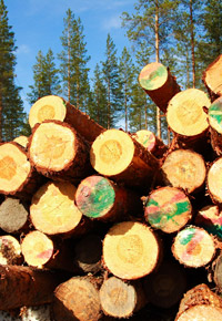 logging trees