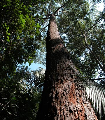 Red Meranti tree