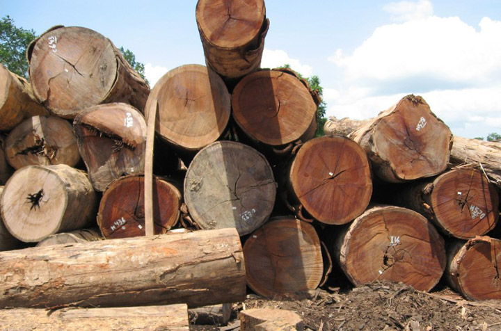log pile of ipe wood