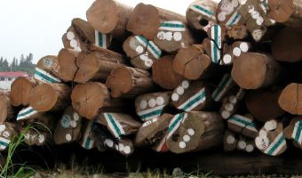 teak log pile
