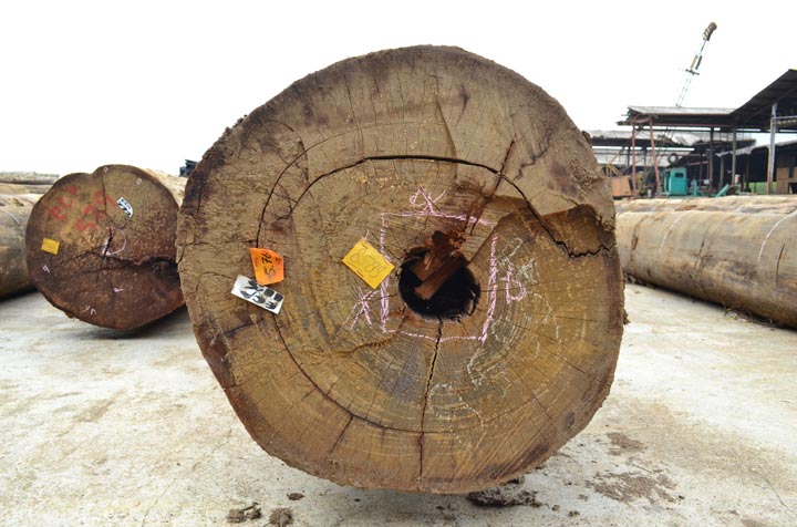 large meranti log at sawmill