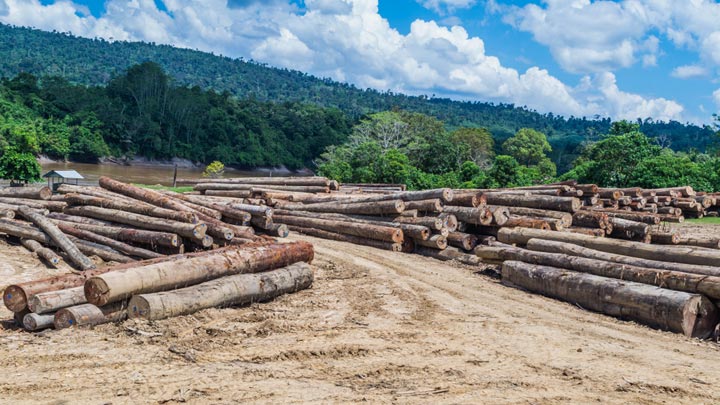 logs on ground on dirt road near river