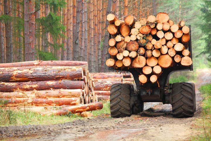 lumber truck with oversized tires on forest lane loaded with logs