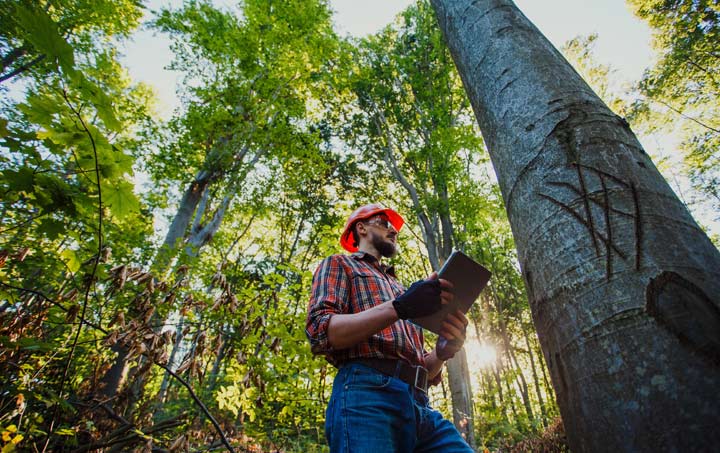 selecting certain trees to be cut down