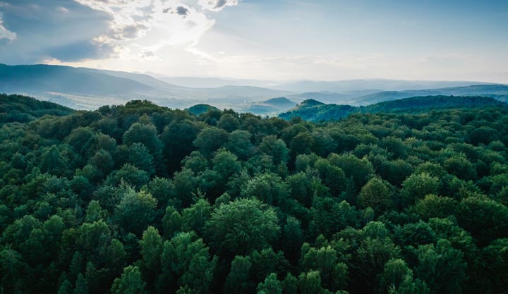 relaxing peaceful forested hills